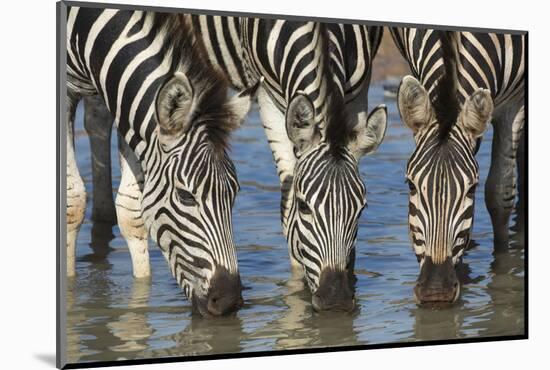 Burchell's Zebra (Plains Zebra) (Equus Burchelli) Drinking, Kwazulu-Natal, Africa-Ann & Steve Toon-Mounted Photographic Print
