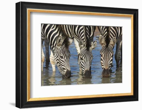Burchell's Zebra (Plains Zebra) (Equus Burchelli) Drinking, Kwazulu-Natal, Africa-Ann & Steve Toon-Framed Photographic Print