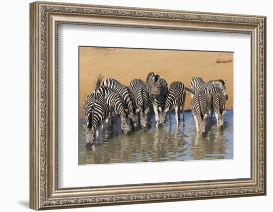 Burchell's Zebra (Plains Zebra) (Equus Burchelli) Drinking, Kwazulu-Natal, Africa-Ann & Steve Toon-Framed Photographic Print