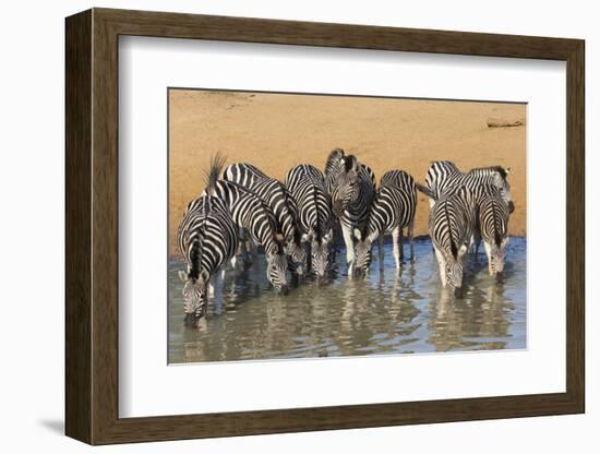 Burchell's Zebra (Plains Zebra) (Equus Burchelli) Drinking, Kwazulu-Natal, Africa-Ann & Steve Toon-Framed Photographic Print