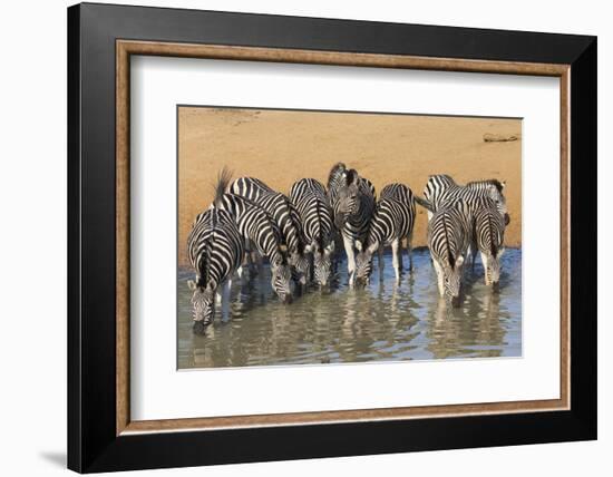 Burchell's Zebra (Plains Zebra) (Equus Burchelli) Drinking, Kwazulu-Natal, Africa-Ann & Steve Toon-Framed Photographic Print