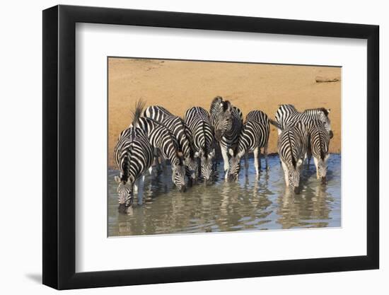 Burchell's Zebra (Plains Zebra) (Equus Burchelli) Drinking, Kwazulu-Natal, Africa-Ann & Steve Toon-Framed Photographic Print