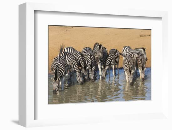 Burchell's Zebra (Plains Zebra) (Equus Burchelli) Drinking, Kwazulu-Natal, Africa-Ann & Steve Toon-Framed Photographic Print