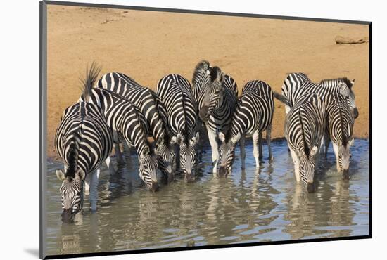 Burchell's Zebra (Plains Zebra) (Equus Burchelli) Drinking, Kwazulu-Natal, Africa-Ann & Steve Toon-Mounted Photographic Print