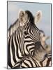 Burchell's Zebra, Resting, Etosha National Park, Namibia, Africa-Ann & Steve Toon-Mounted Photographic Print