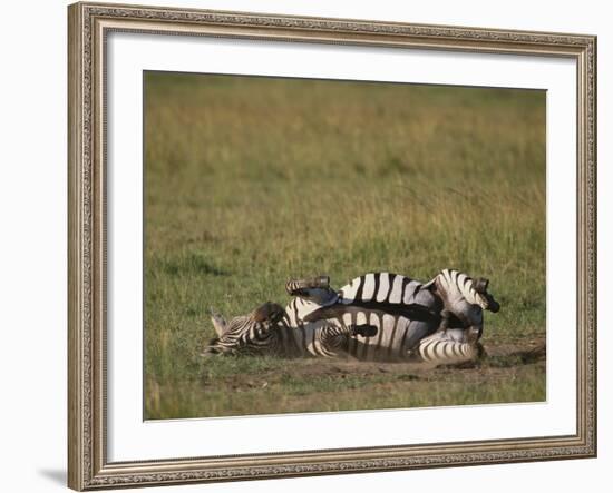 Burchell's Zebra Rolling in Dirt-DLILLC-Framed Photographic Print