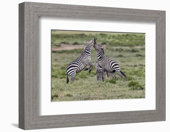 Burchell's Zebra stallions fighting, Serengeti National Park, Tanzania, Africa,-Adam Jones-Framed Photographic Print