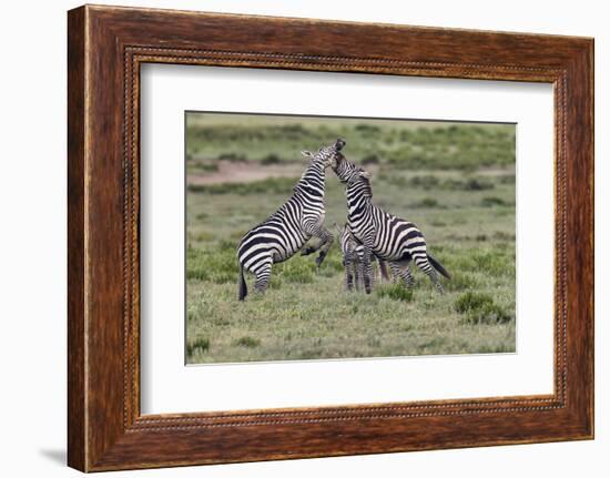 Burchell's Zebra stallions fighting, Serengeti National Park, Tanzania, Africa,-Adam Jones-Framed Photographic Print