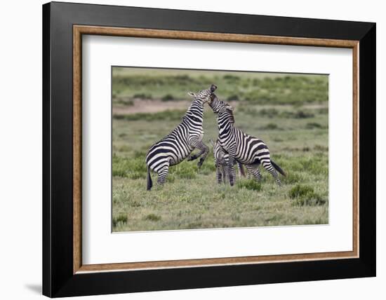 Burchell's Zebra stallions fighting, Serengeti National Park, Tanzania, Africa,-Adam Jones-Framed Photographic Print