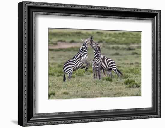 Burchell's Zebra stallions fighting, Serengeti National Park, Tanzania, Africa,-Adam Jones-Framed Photographic Print