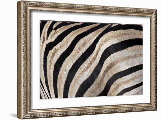 Burchell's Zebra Stripes, Etosha Namibia-Kymri Wilt-Framed Photographic Print