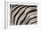 Burchell's Zebra Stripes, Etosha Namibia-Kymri Wilt-Framed Photographic Print