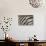 Burchell's Zebra Stripes, Etosha Namibia-Kymri Wilt-Photographic Print displayed on a wall