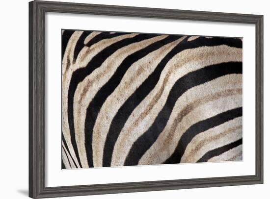 Burchell's Zebra Stripes, Etosha Namibia-Kymri Wilt-Framed Photographic Print