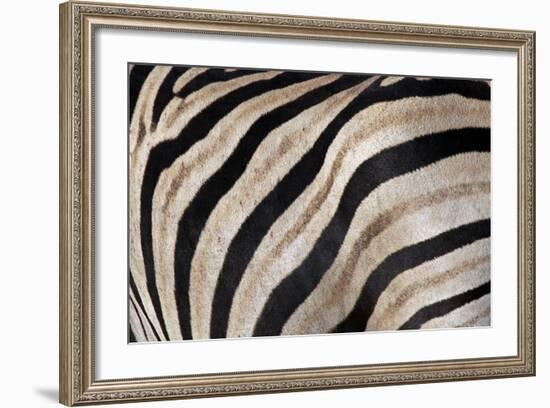 Burchell's Zebra Stripes, Etosha Namibia-Kymri Wilt-Framed Photographic Print