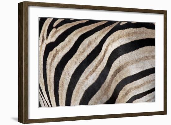 Burchell's Zebra Stripes, Etosha Namibia-Kymri Wilt-Framed Photographic Print