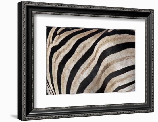 Burchell's Zebra Stripes, Etosha Namibia-Kymri Wilt-Framed Photographic Print