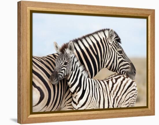 Burchell's Zebra, with Foal, Etosha National Park, Namibia, Africa-Ann & Steve Toon-Framed Premier Image Canvas