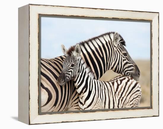 Burchell's Zebra, with Foal, Etosha National Park, Namibia, Africa-Ann & Steve Toon-Framed Premier Image Canvas