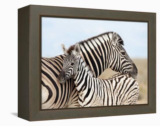 Burchell's Zebra, with Foal, Etosha National Park, Namibia, Africa-Ann & Steve Toon-Framed Premier Image Canvas