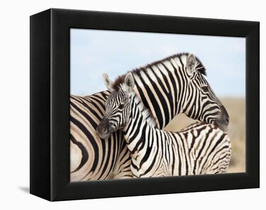 Burchell's Zebra, with Foal, Etosha National Park, Namibia, Africa-Ann & Steve Toon-Framed Premier Image Canvas