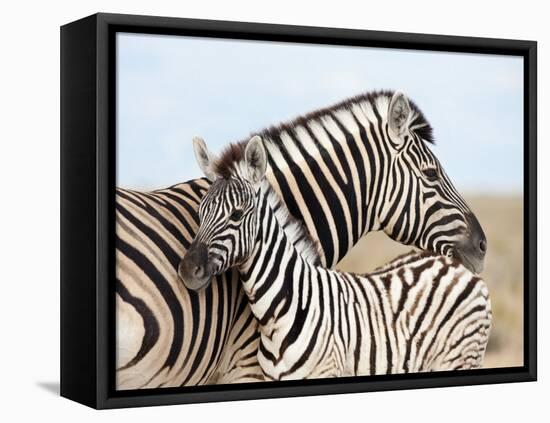 Burchell's Zebra, with Foal, Etosha National Park, Namibia, Africa-Ann & Steve Toon-Framed Premier Image Canvas