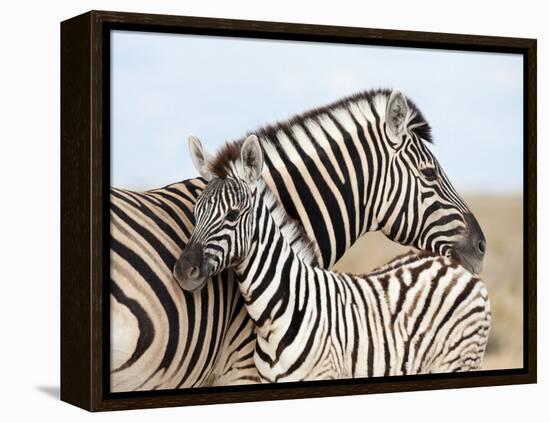 Burchell's Zebra, with Foal, Etosha National Park, Namibia, Africa-Ann & Steve Toon-Framed Premier Image Canvas