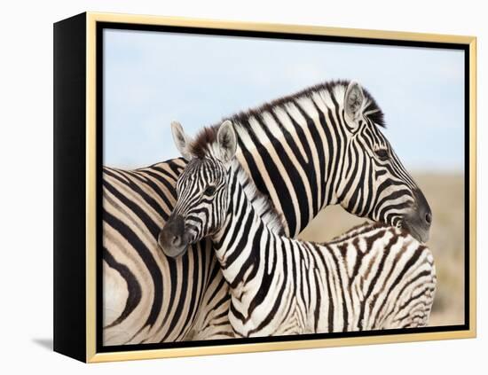 Burchell's Zebra, with Foal, Etosha National Park, Namibia, Africa-Ann & Steve Toon-Framed Premier Image Canvas