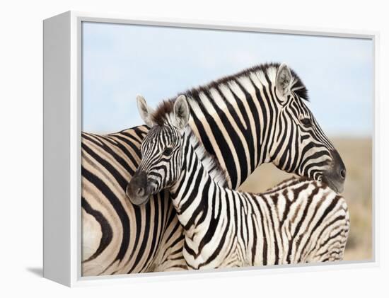 Burchell's Zebra, with Foal, Etosha National Park, Namibia, Africa-Ann & Steve Toon-Framed Premier Image Canvas