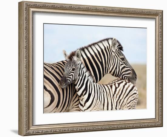 Burchell's Zebra, with Foal, Etosha National Park, Namibia, Africa-Ann & Steve Toon-Framed Photographic Print