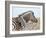 Burchell's Zebra, with Foal, Etosha National Park, Namibia, Africa-Ann & Steve Toon-Framed Photographic Print