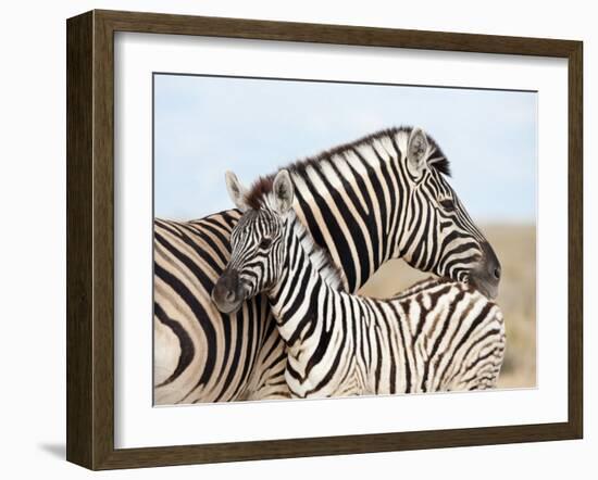 Burchell's Zebra, with Foal, Etosha National Park, Namibia, Africa-Ann & Steve Toon-Framed Photographic Print