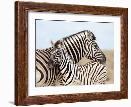 Burchell's Zebra, with Foal, Etosha National Park, Namibia, Africa-Ann & Steve Toon-Framed Photographic Print