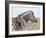 Burchell's Zebra, with Foal, Etosha National Park, Namibia, Africa-Ann & Steve Toon-Framed Photographic Print