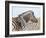 Burchell's Zebra, with Foal, Etosha National Park, Namibia, Africa-Ann & Steve Toon-Framed Photographic Print