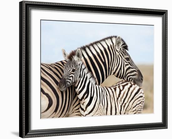 Burchell's Zebra, with Foal, Etosha National Park, Namibia, Africa-Ann & Steve Toon-Framed Photographic Print