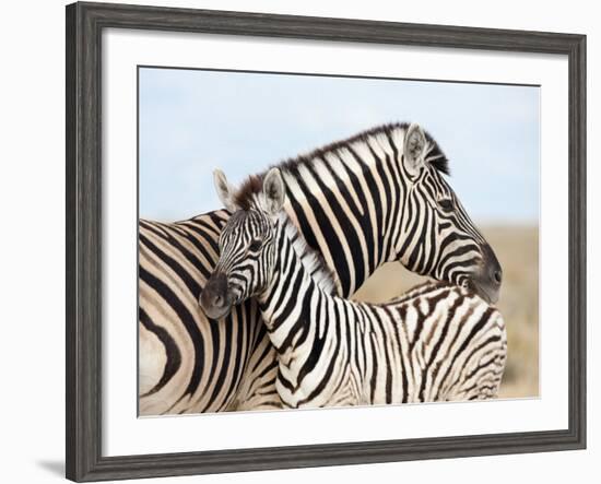 Burchell's Zebra, with Foal, Etosha National Park, Namibia, Africa-Ann & Steve Toon-Framed Photographic Print