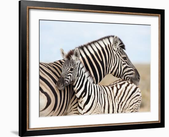 Burchell's Zebra, with Foal, Etosha National Park, Namibia, Africa-Ann & Steve Toon-Framed Photographic Print