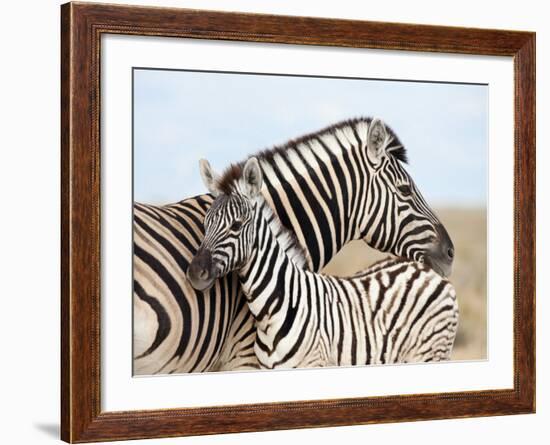 Burchell's Zebra, with Foal, Etosha National Park, Namibia, Africa-Ann & Steve Toon-Framed Photographic Print