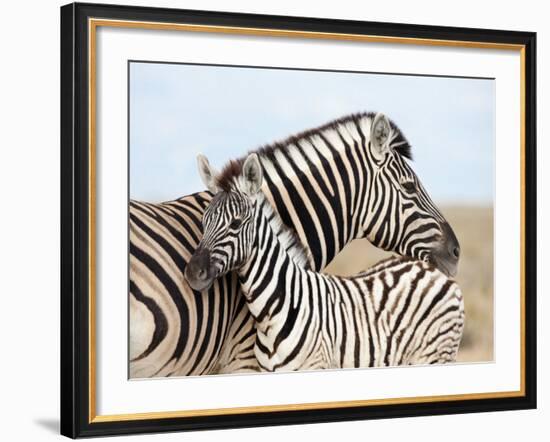 Burchell's Zebra, with Foal, Etosha National Park, Namibia, Africa-Ann & Steve Toon-Framed Photographic Print