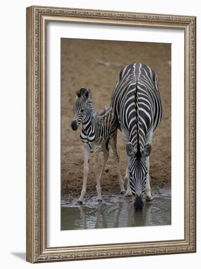 Burchell's Zebra with Foal-Peter Chadwick-Framed Photographic Print