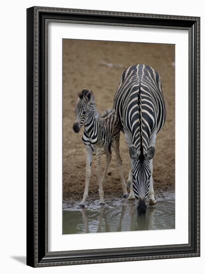Burchell's Zebra with Foal-Peter Chadwick-Framed Photographic Print
