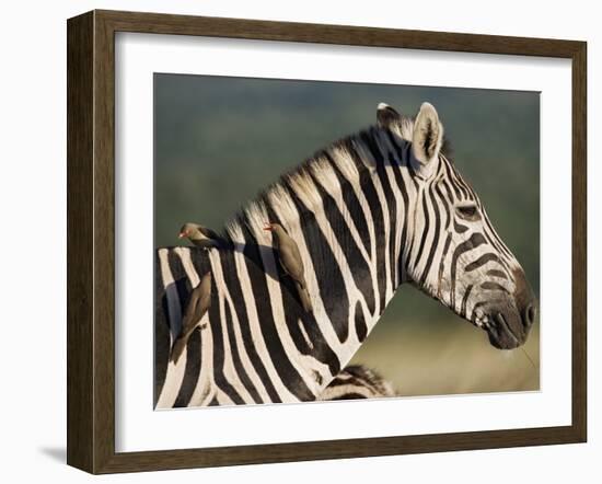 Burchell's Zebra, with Redbilled Oxpeckers, Hluhluwe Umfolozi Park, Kwazulu Natal, South Africa-Toon Ann & Steve-Framed Photographic Print