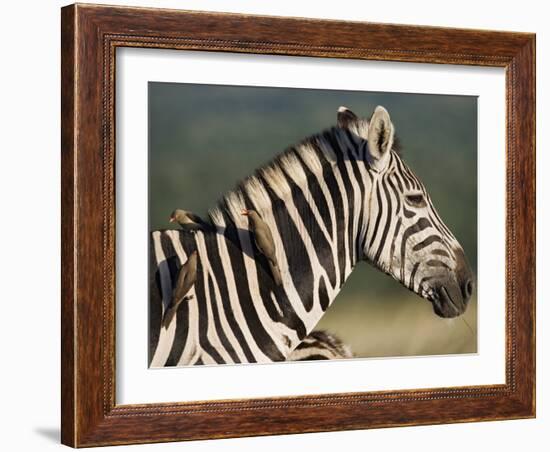 Burchell's Zebra, with Redbilled Oxpeckers, Hluhluwe Umfolozi Park, Kwazulu Natal, South Africa-Toon Ann & Steve-Framed Photographic Print