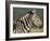 Burchell's Zebra, with Redbilled Oxpeckers, Hluhluwe Umfolozi Park, Kwazulu Natal, South Africa-Toon Ann & Steve-Framed Photographic Print