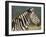 Burchell's Zebra, with Redbilled Oxpeckers, Hluhluwe Umfolozi Park, Kwazulu Natal, South Africa-Toon Ann & Steve-Framed Photographic Print