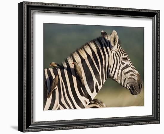 Burchell's Zebra, with Redbilled Oxpeckers, Hluhluwe Umfolozi Park, Kwazulu Natal, South Africa-Toon Ann & Steve-Framed Photographic Print