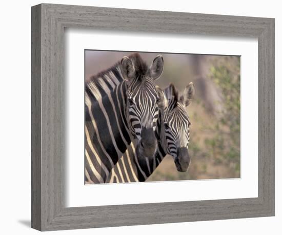 Burchell's Zebra, Zimbabwe-William Sutton-Framed Photographic Print