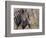 Burchell's Zebra, Zimbabwe-William Sutton-Framed Photographic Print