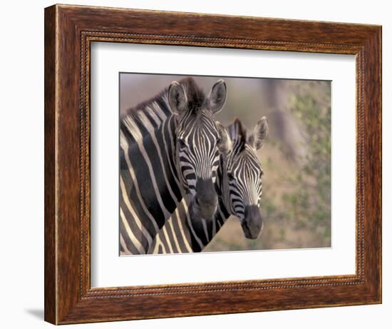 Burchell's Zebra, Zimbabwe-William Sutton-Framed Photographic Print